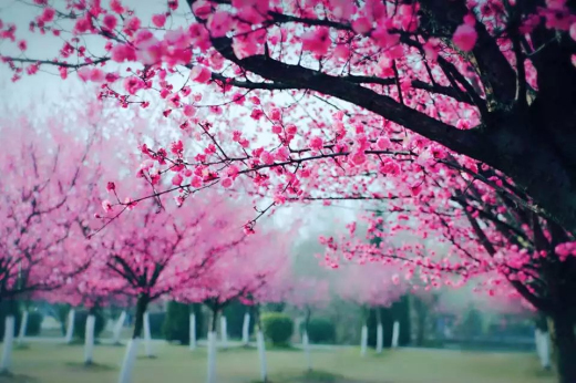 ����ѧԺƯ���羰